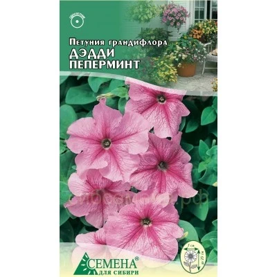 Петуния грандифлора Дэдди пеперминт 10шт Семена для сибири