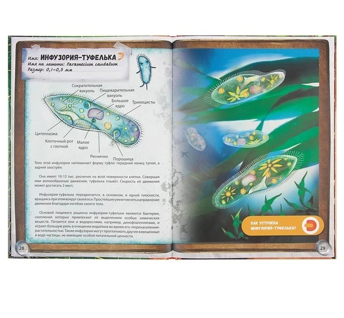 Энциклопедия 4D в дополненной реальности Микромир 056714